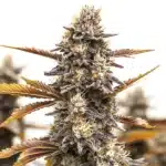 Ghost OG Chemdog Autoflower plant with frosty buds and purple-tinged leaves in full bloom.