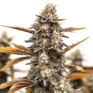Ghost OG Chemdog Autoflower plant with frosty buds and purple-tinged leaves in full bloom.