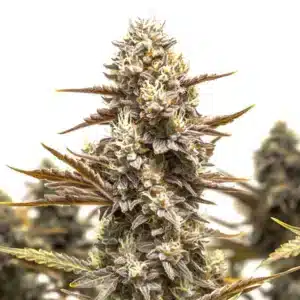 Granddady Gorilla Autoflower cannabis bud with resin-rich flowers and green leaves.