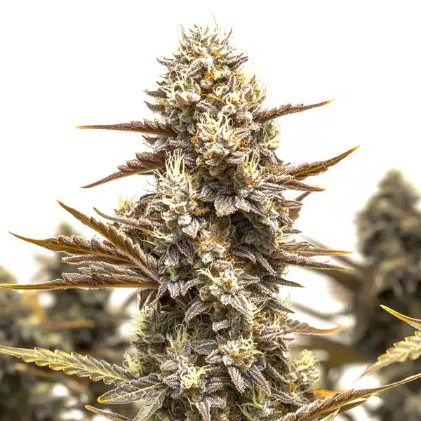 Granddady Gorilla Autoflower cannabis bud with resin-rich flowers and green leaves.
