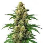 Green Poison Auto F1 cannabis plant with resinous buds and vibrant green leaves.