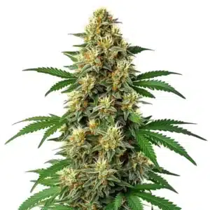 Green Poison Auto F1 cannabis plant with resinous buds and vibrant green leaves.