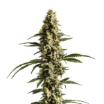 Lemon Haze Autoflower F1 cannabis plant with bright green buds and citrus aroma