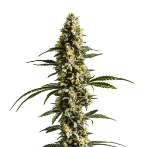 Lemon Haze Autoflower F1 cannabis plant with bright green buds and citrus aroma