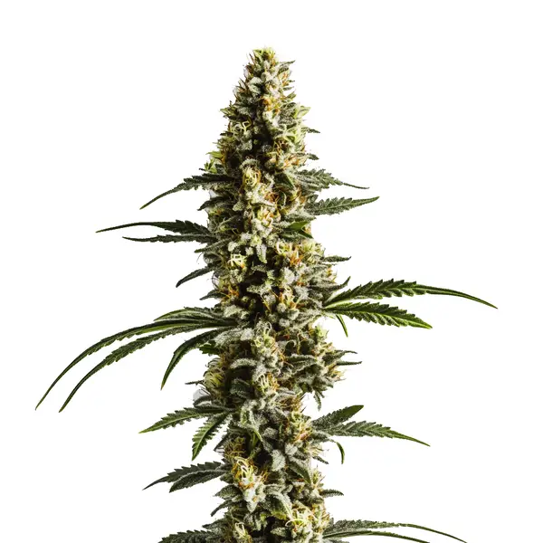 Lemon Haze Autoflower F1 cannabis plant with bright green buds and citrus aroma