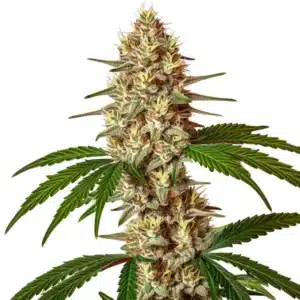 Lemon Jack Autoflower cannabis plant with frosty dense buds and deep green leaves.