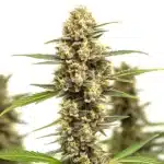 Lemonaid OG cannabis bud with frosty trichomes and citrus-colored pistils.