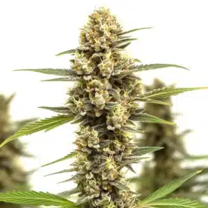 Lemonaid OG cannabis bud with frosty trichomes and citrus-colored pistils.