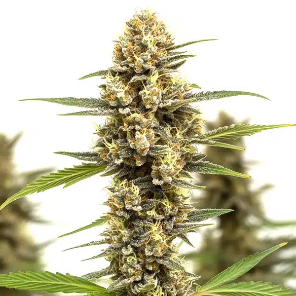 Lemonaid OG cannabis bud with frosty trichomes and citrus-colored pistils.