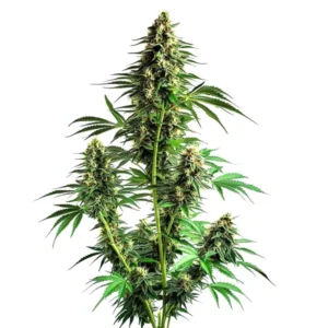 Northern Lights Autoflower F1 indica strain with high yield and quick growth