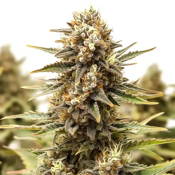 Orange Cake cannabis bud with thick trichome layers and orange-tinted sugar leaves.