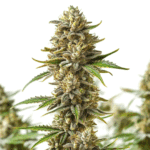 Shiskaberry Autoflower bud with abundant trichomes and purple tones.