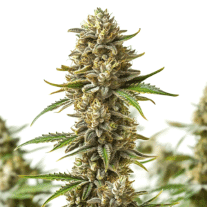 Shiskaberry Autoflower bud with abundant trichomes and purple tones.