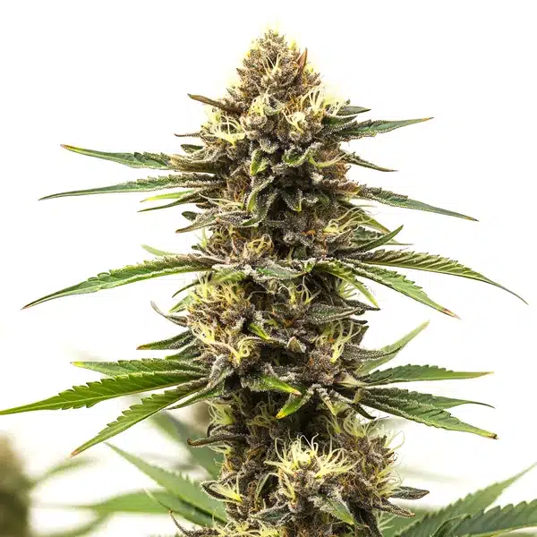 Shiskaberry Cake cannabis bud in full bloom covered in dense trichomes.