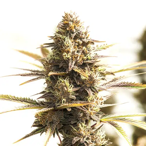 Shiskaberry Cookies cannabis flower with frosty trichomes and deep purple hues.