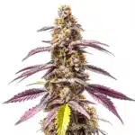Strawberry Haze Autoflower cannabis plant with frosty buds and red-orange pistils.