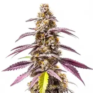 Strawberry Haze Autoflower cannabis plant with frosty buds and red-orange pistils.