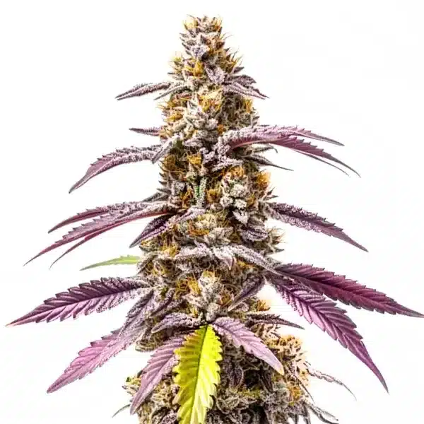 Strawberry Haze Autoflower cannabis plant with frosty buds and red-orange pistils.