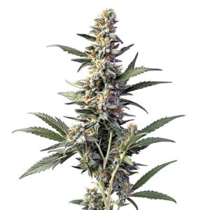 Sweet Afghan Delicious Autoflower F1 strain with dense green buds, autoflowering genetics, and indica characteristics.
