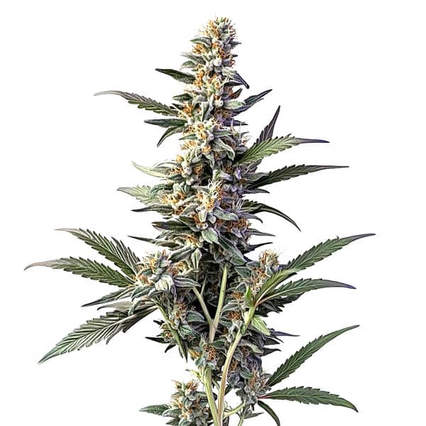 Sweet Afghan Delicious Autoflower F1 strain with dense green buds, autoflowering genetics, and indica characteristics.