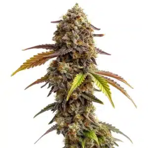 Tangie Purple Punch cannabis plant with purple-orange tinted buds and vibrant leaves.