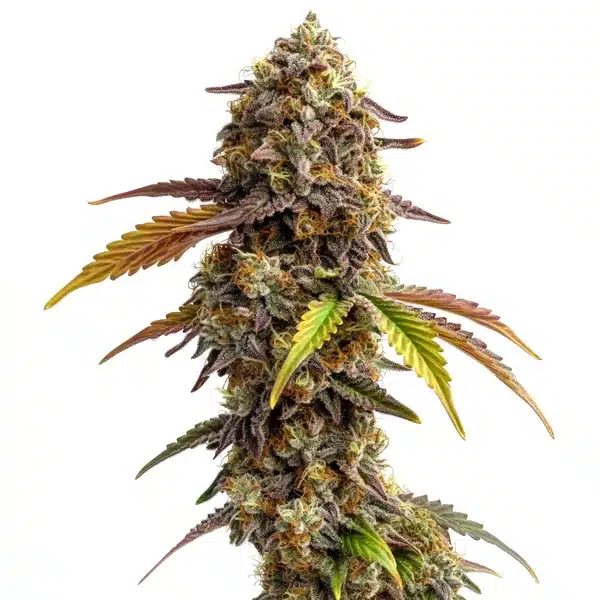 Tangie Purple Punch cannabis plant with purple-orange tinted buds and vibrant leaves.