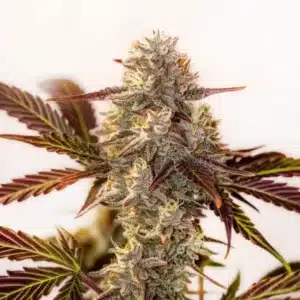 Watermelon Zkittlez Autoflower cannabis bud with purple-tinted leaves and resin-covered flowers.
