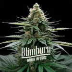 Wedding Cake x Zkittlez Autoflower