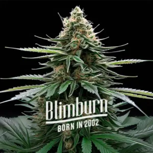 Wedding Cake x Zkittlez Autoflower