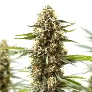 Z OG x Gorilla Autoflower cannabis cola with frosty trichomes and vigorous bud development