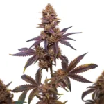 Zkitllez x Purple Punch Autoflower F1 strain with deep purple leaves and frosty buds accented by orange pistils.