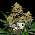 Zkittlez Tangie Power Autoflower