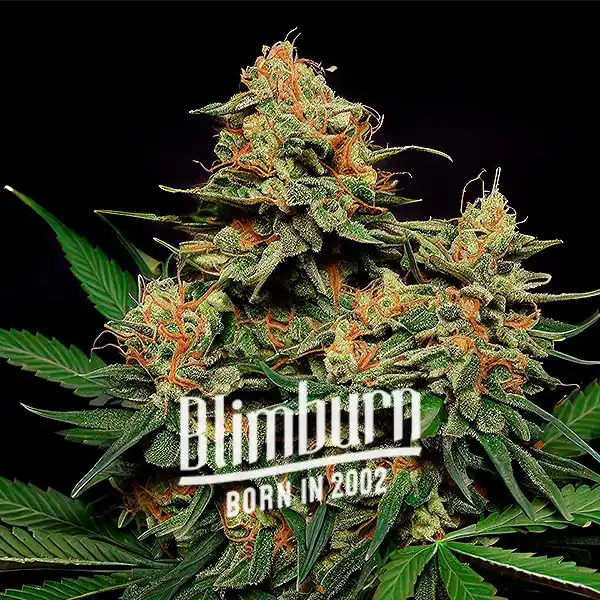 Zkittlez Tangie Power Autoflower