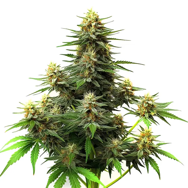 Amnesia Haze Autoflower F1 cannabis plant featuring dense green buds with a layer of frosty trichomes, surrounded by green leaves and orange pistils.