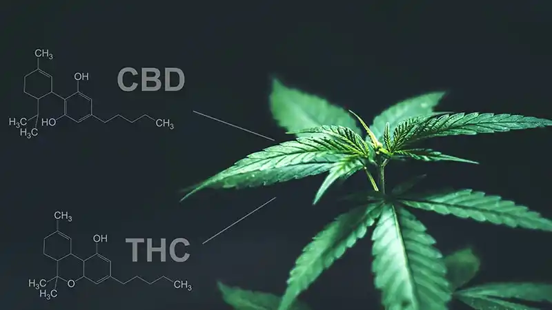 CBD vs THC