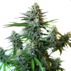 Gorilla Glue Autoflower F1 cannabis strain with dense buds and green leaves, showing trichomes and orange pistils.