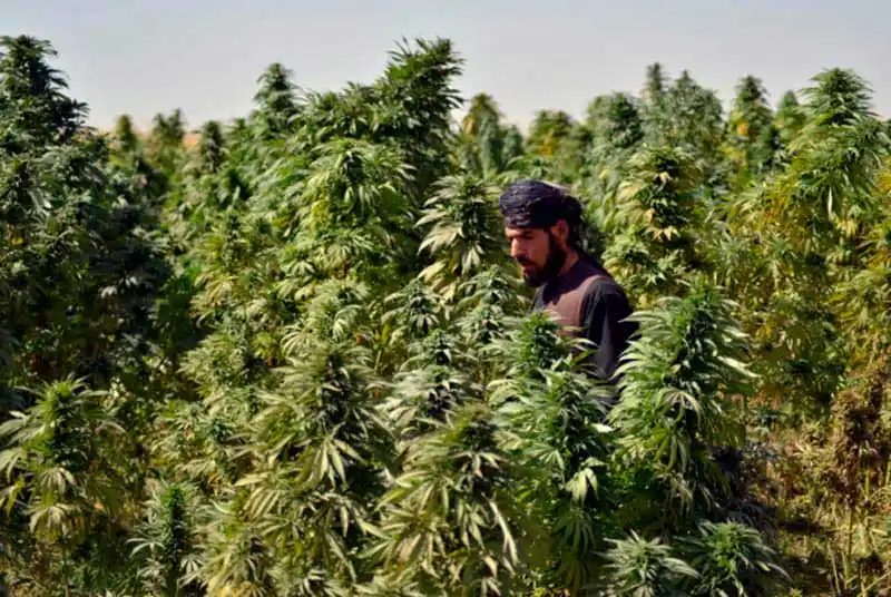 Indica landrace strains genetics