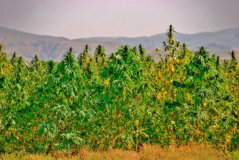 Discovering the Rich Cannabis History of Siberia: A Brief Overview