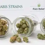 Three jars of cannabis buds labeled for pain relief showing different strains