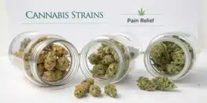 Three jars of cannabis buds labeled for pain relief showing different strains