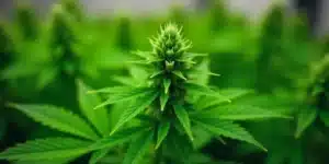 Top Indica Strains of 2023