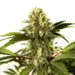 Do-si-Dos F1 cannabis bud with thick trichomes and dark green serrated leaves.