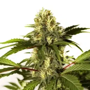 Do-si-Dos F1 cannabis bud with thick trichomes and dark green serrated leaves.