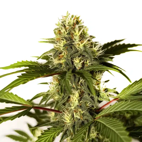 Do-si-Dos F1 cannabis bud with thick trichomes and dark green serrated leaves.