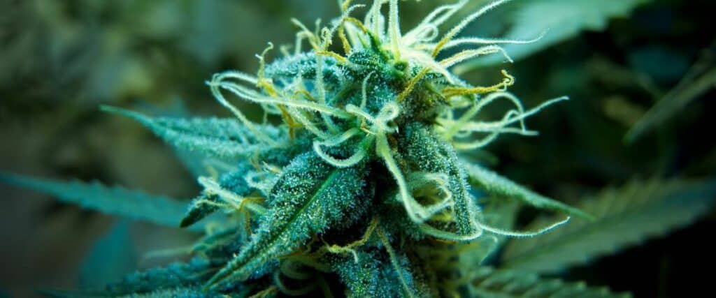 How to Growing Cannabis in Minnesota