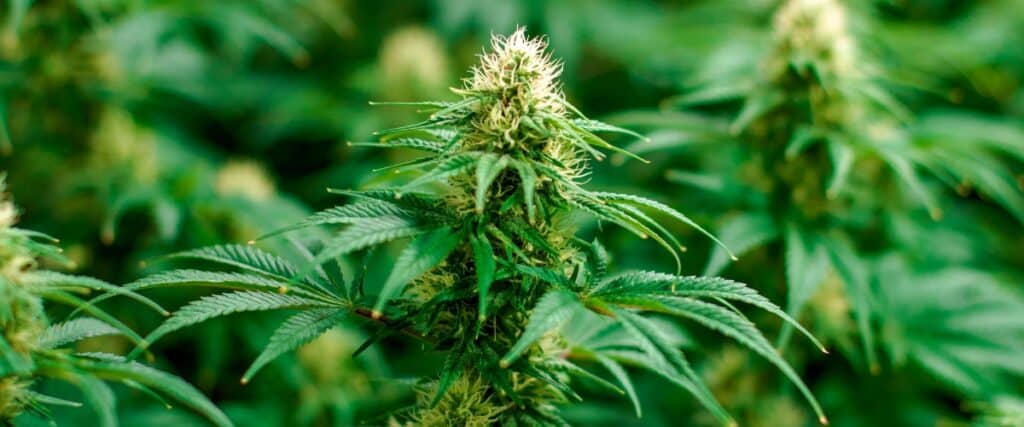 The Minnesota Cannabis Guide for Newbies and Connoisseurs Alike