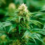 The Minnesota Cannabis Guide for Newbies and Connoisseurs Alike