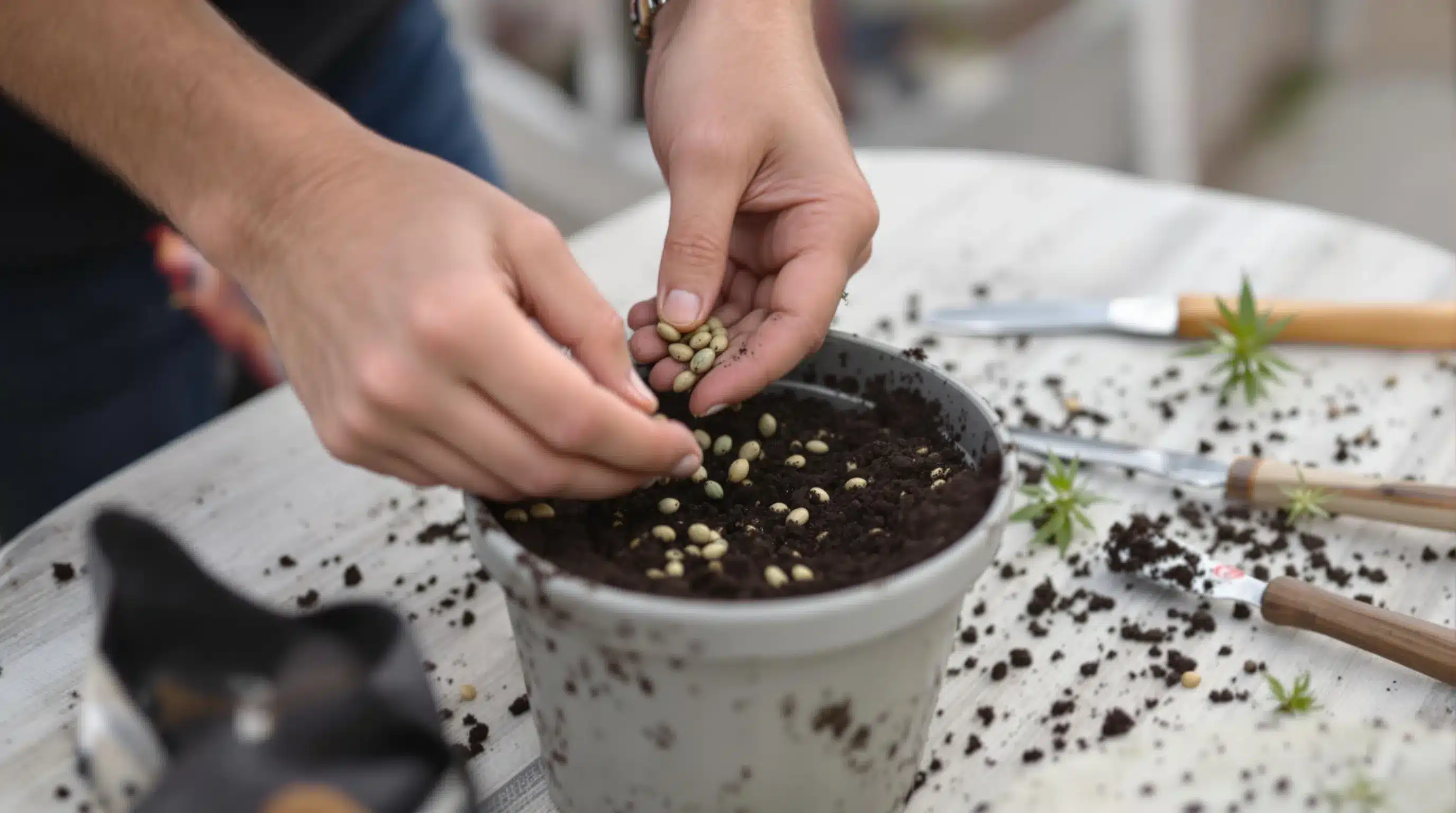 Planting cannabis seeds in San Diego for home cultivation.