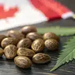 Cannabis seeds on a dark wooden surface with a Canadian flag and a cannabis leaf in the background.