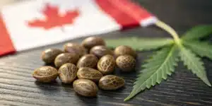 Cannabis seeds on a dark wooden surface with a Canadian flag and a cannabis leaf in the background.